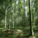 Skov