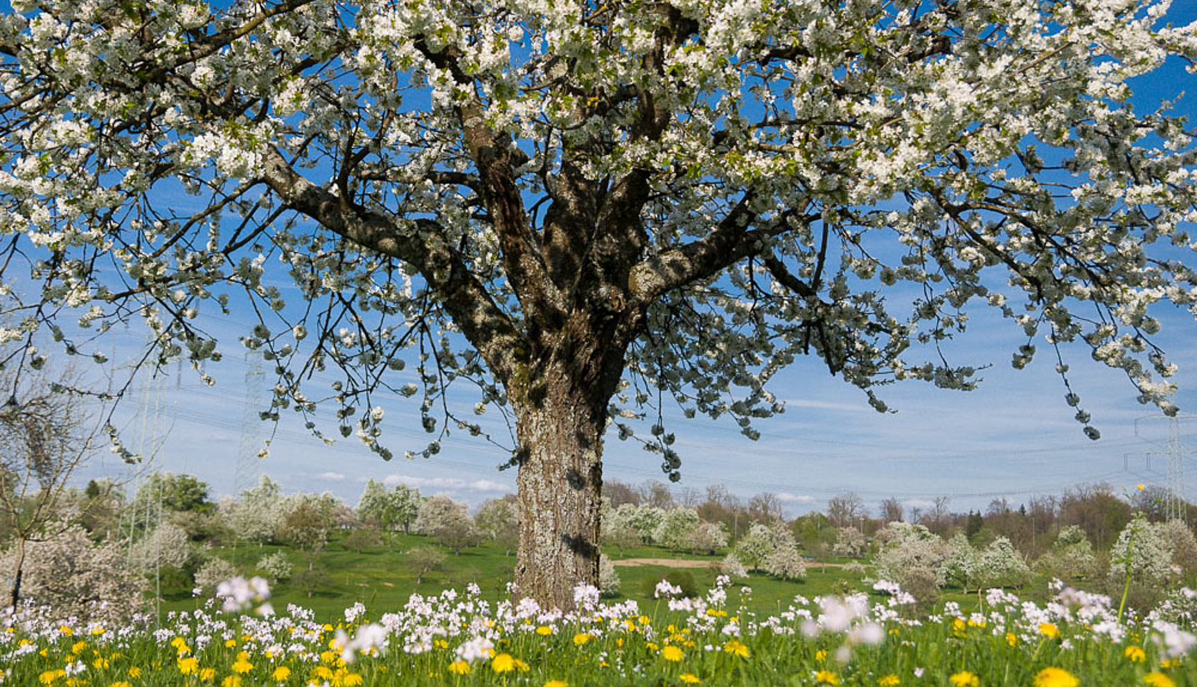 StreuobstwiesenDie Streuobstwiese, regional auch Obstwiese, Obstgarten, Bitz, Bongert oder Bungert genannt, ist eine traditionelle Form des Obstbaus.