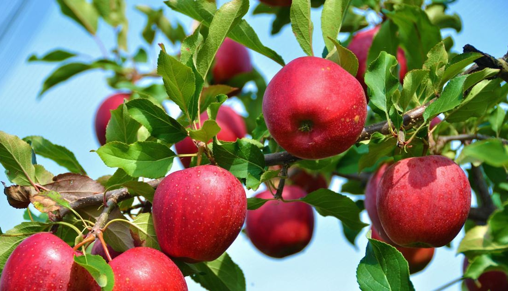 ApfelbaumDie einzelnen Sorten entstanden dabei regionsspezifisch wie beispielsweise der Mostviertler Holzapfel oder der Erbachhofer.