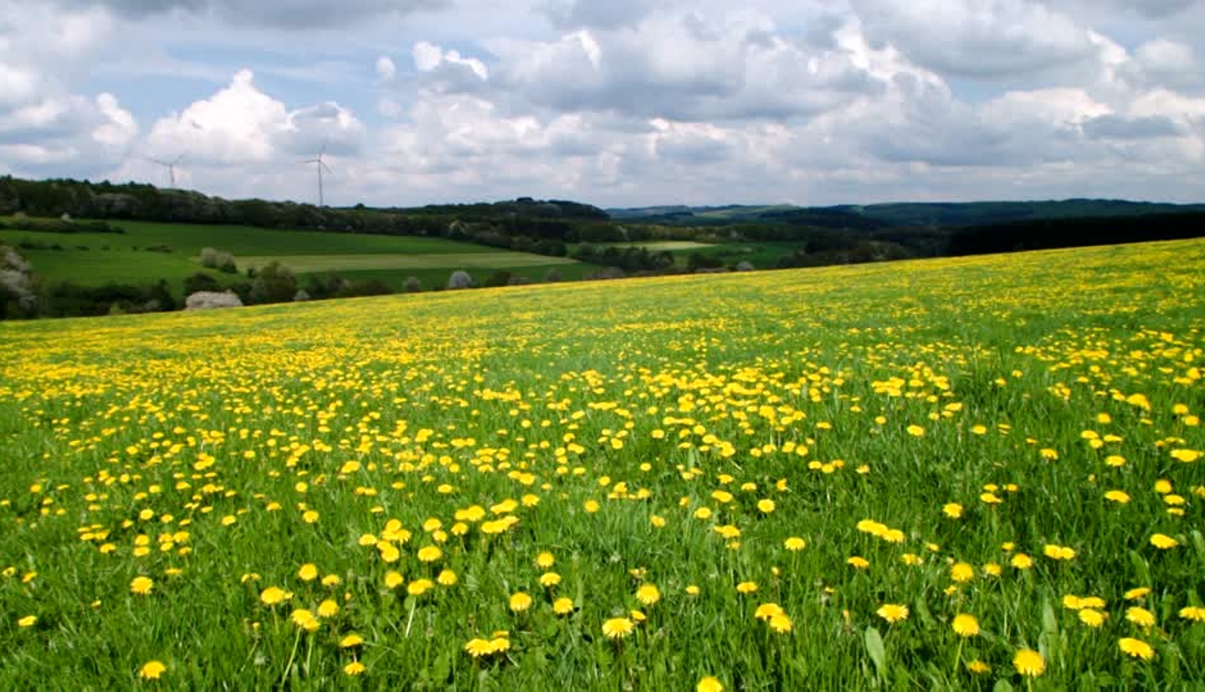 GeschichteVor allem die Römer brachten die nicht heimischen Apfelbäume, die Birnbäume, Zwetschgen und Süßkirschen, aber auch Walnuss und Edelkastanie nach Mitteleuropa.