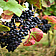 Vinruten